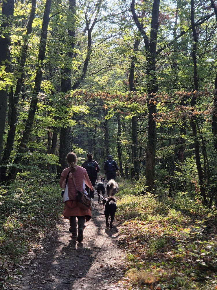 Hundetreffen-Wandern im Grünen-Profilbild