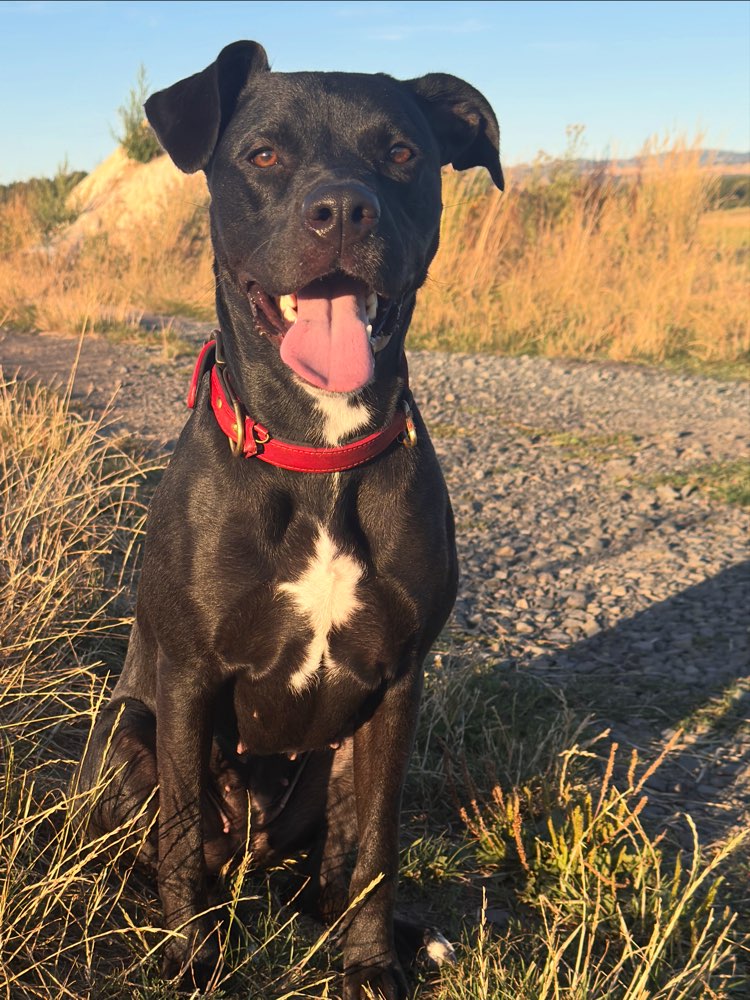 Hundetreffen-Spazieren /spieltreff-Profilbild