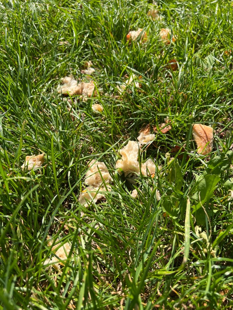 Giftköder-Giftköder in Brotresten versteckt-Profilbild