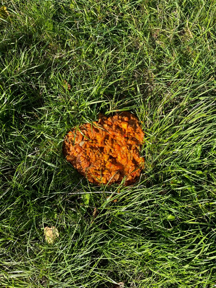 Giftköder-Erbrochenes?-Profilbild