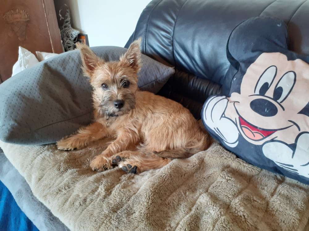 Hundetreffen-Spiel und Gassirunde-Profilbild