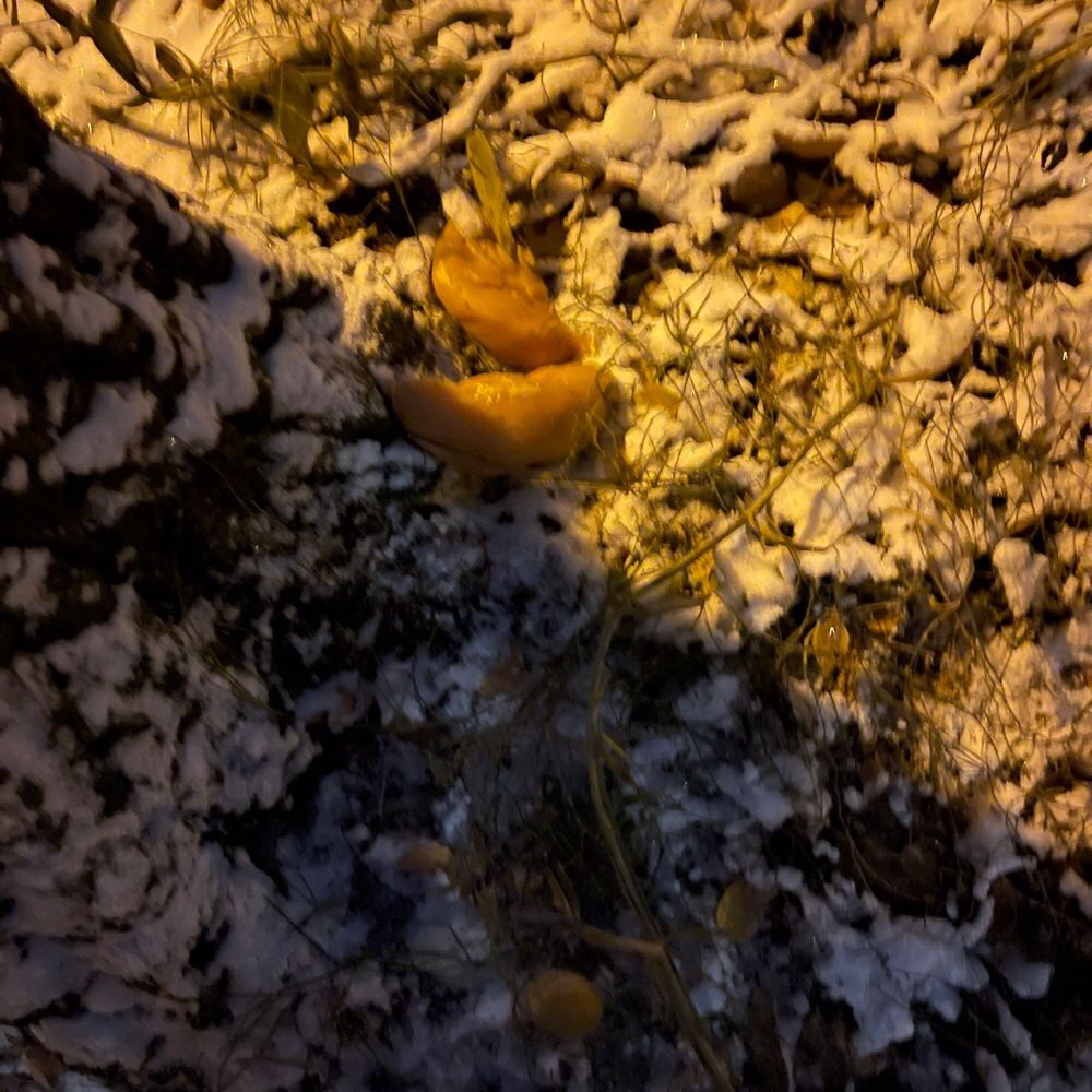 Giftköder-Hühnerbrustfilet-Profilbild