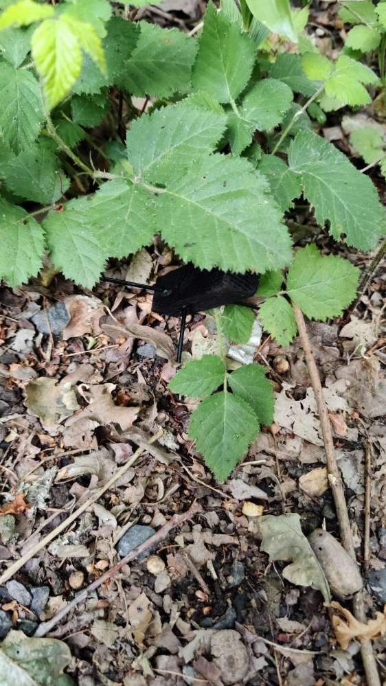 Giftköder-Nagelfalle-Profilbild