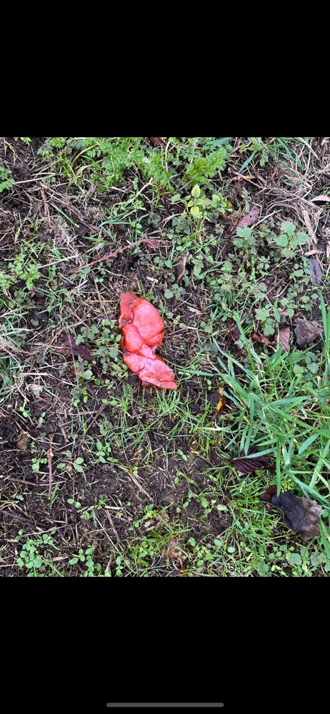 Giftköder-Giftköder/Fleisch/Innereien-Profilbild