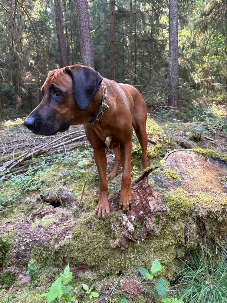 Sommer / Winter , gleicher Hund und gleicher Standort Banner
