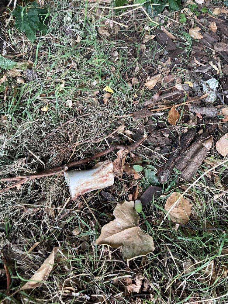 Giftköder-Komisch gefüllter Knochen-Profilbild