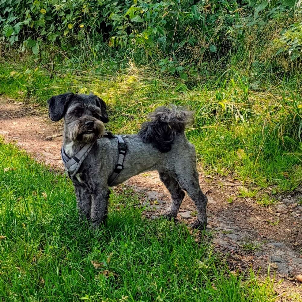 Hundetreffen-Das Julchen sucht Geleichgesinnte-Profilbild