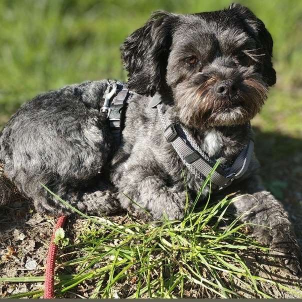 Hundetreffen-Das Julchen sucht Geleichgesinnte-Profilbild
