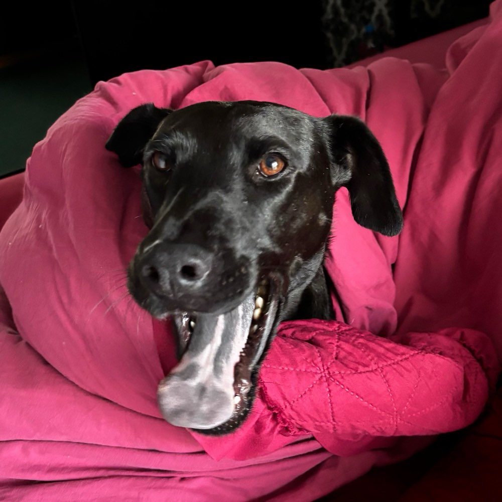 Hundetreffen-Suche ruhige und zurückhaltende Hundefreund für Gece-Profilbild