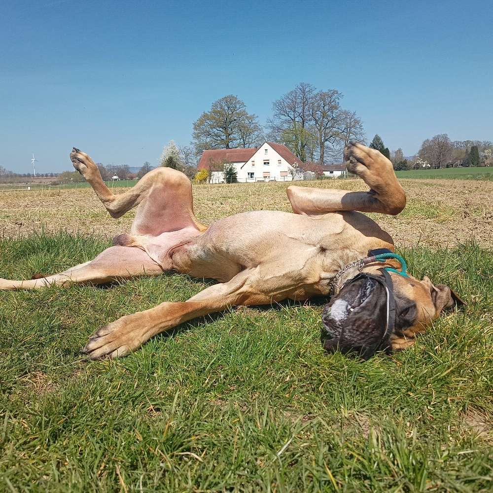 Hundetreffen-Trainingspartner gesucht.-Profilbild