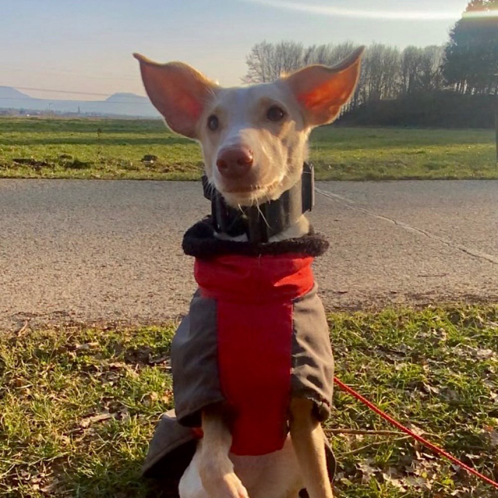 Hundetreffen-Gassi Partner/in-Profilbild
