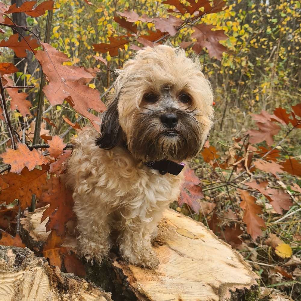 Hundetreffen-hundebegegnung üben-Profilbild