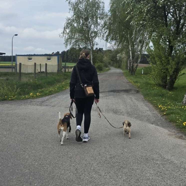 Hundetreffen-Training/spielrunde-Profilbild