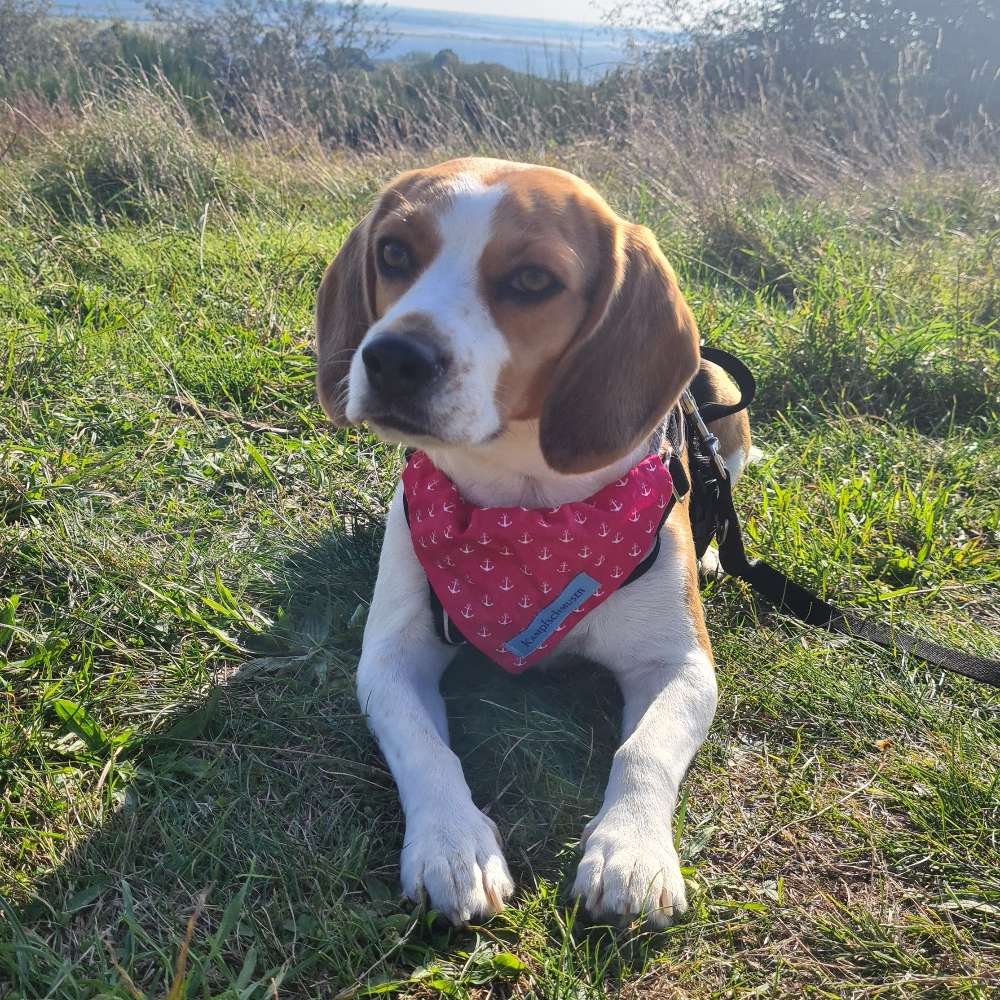 Hundetreffen-Gassierunde in wittichenau-Profilbild