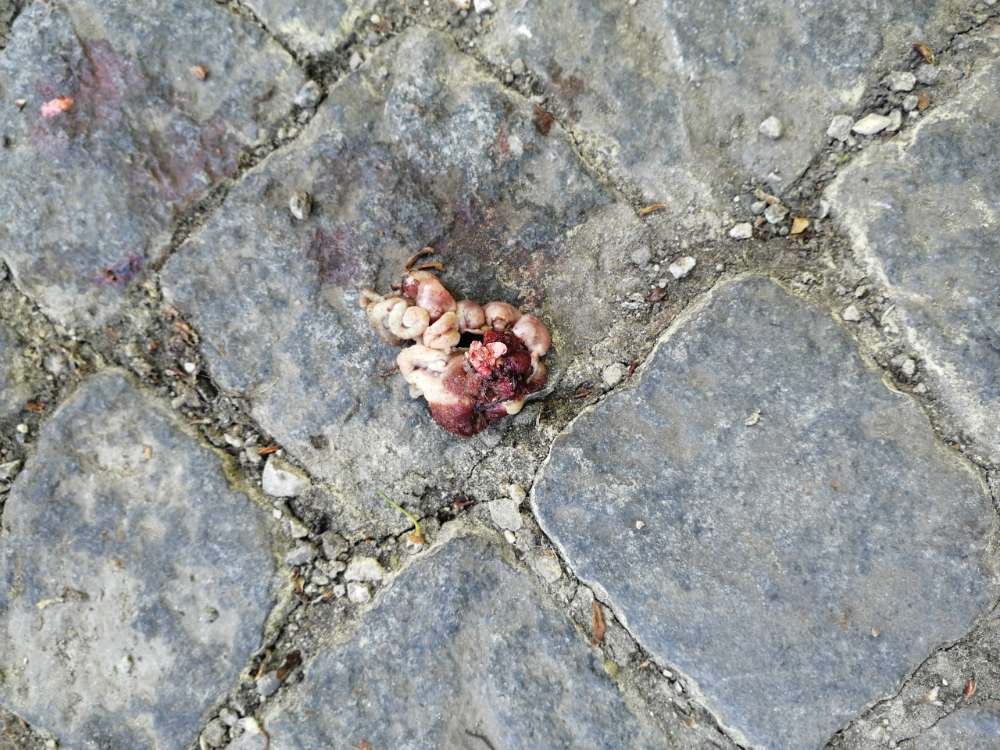 Giftköder-Verdächtiges Stück Fleisch-Profilbild