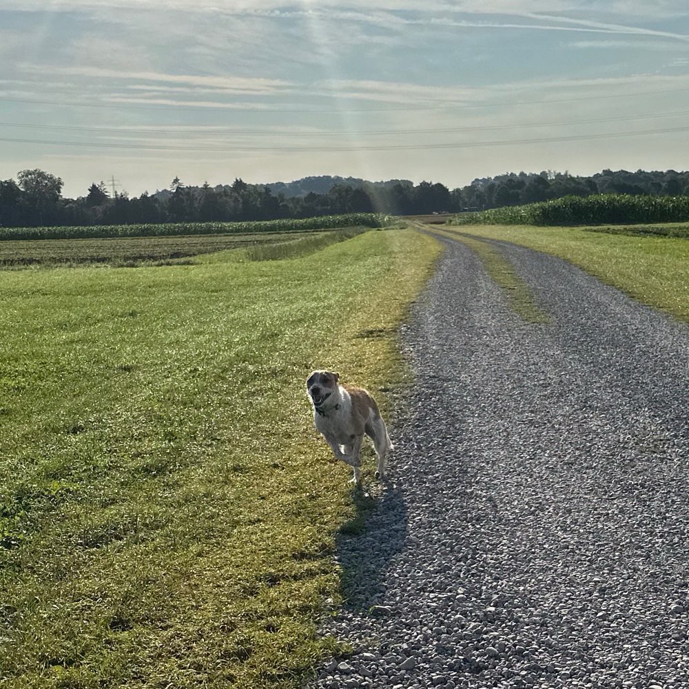 Hundetreffen-Spiel- & Gassirunde-Profilbild