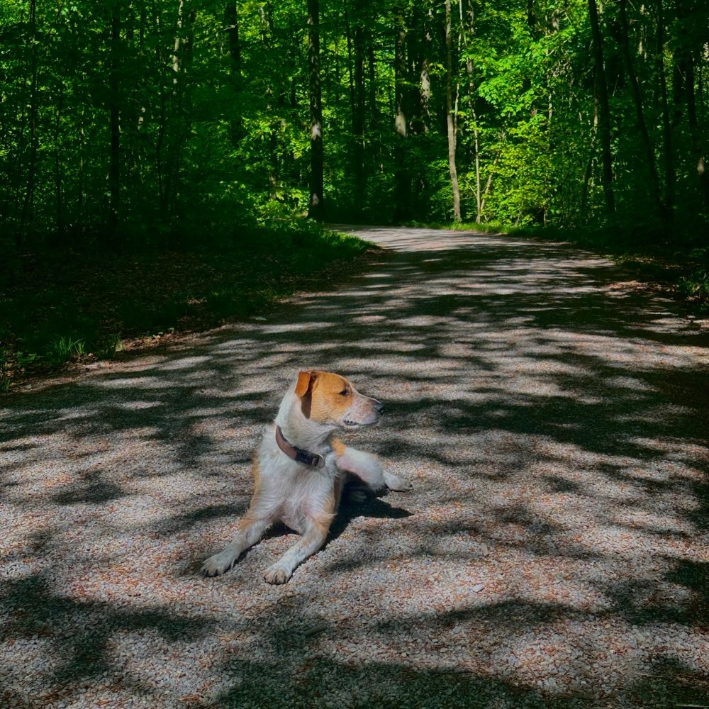 Hundetreffen-Spiel- & Gassirunde-Profilbild