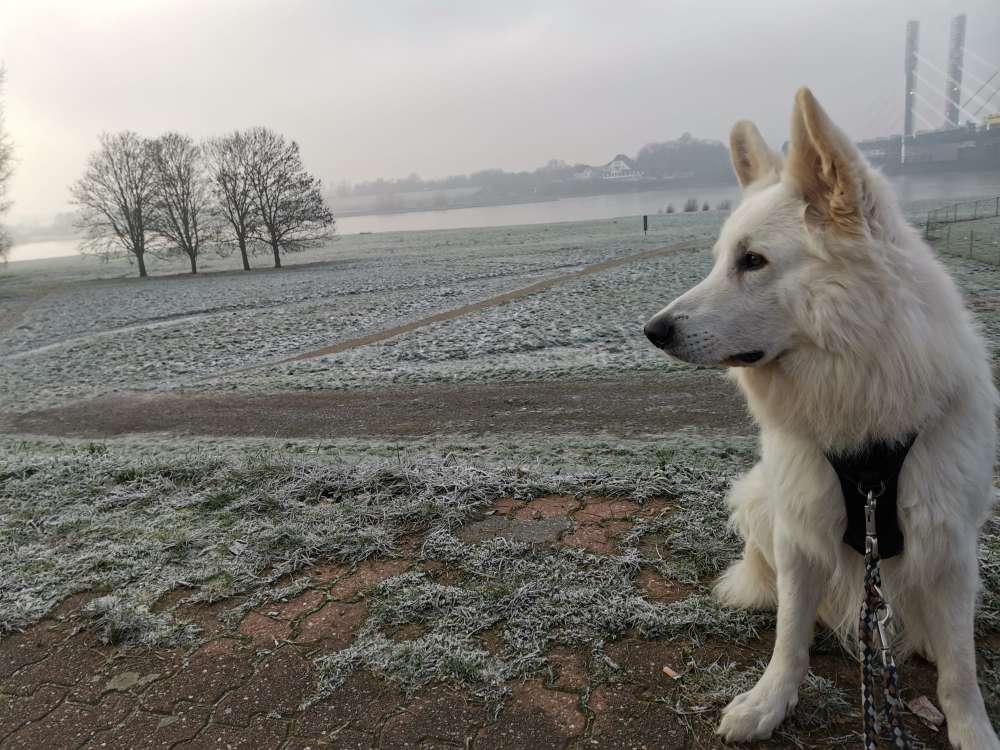 Hundetreffen-Trainingspartner gesucht-Profilbild