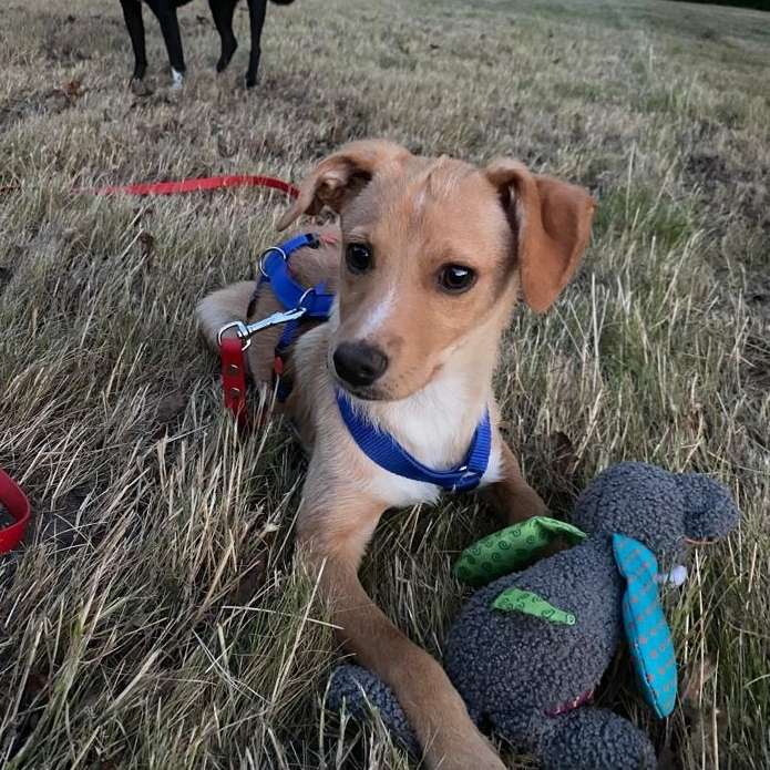 Hundetreffen-Spielestunde und gemeinsames Gassigehen-Profilbild