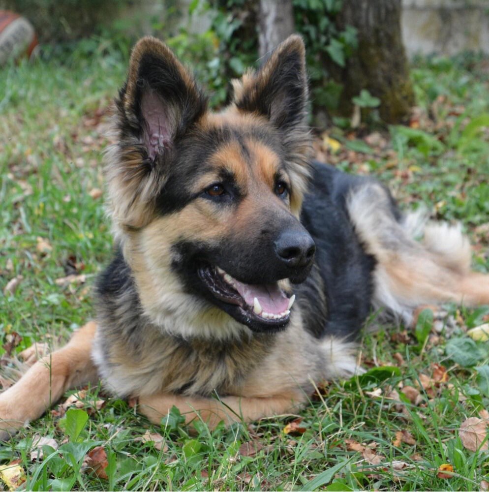 Hundetreffen-Trainingspartner gesucht-Profilbild