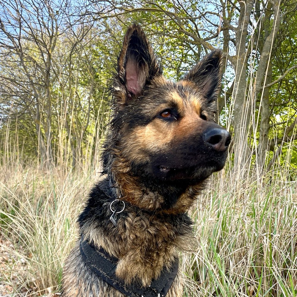 Hundetreffen-Sozial Walk, Spazieren, Training, Austausch-Profilbild