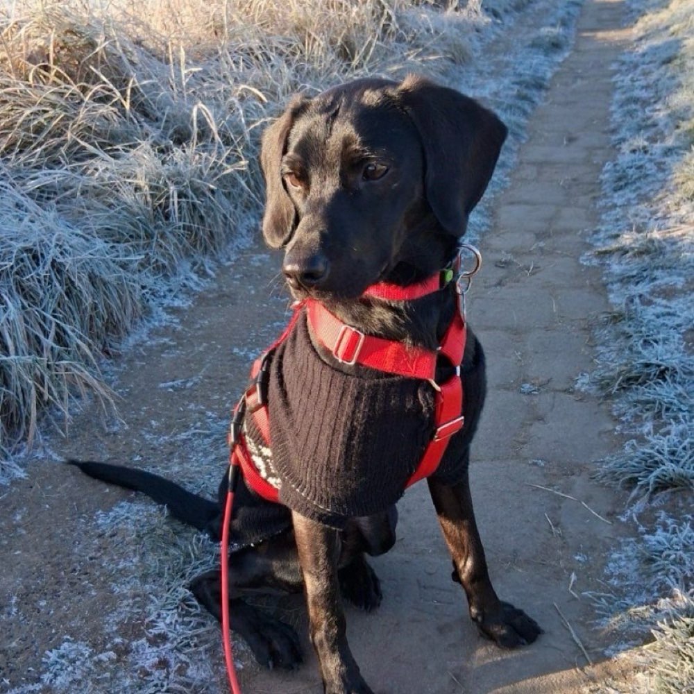 Hundetreffen-Ruhiger Hund zum Training gesucht-Profilbild