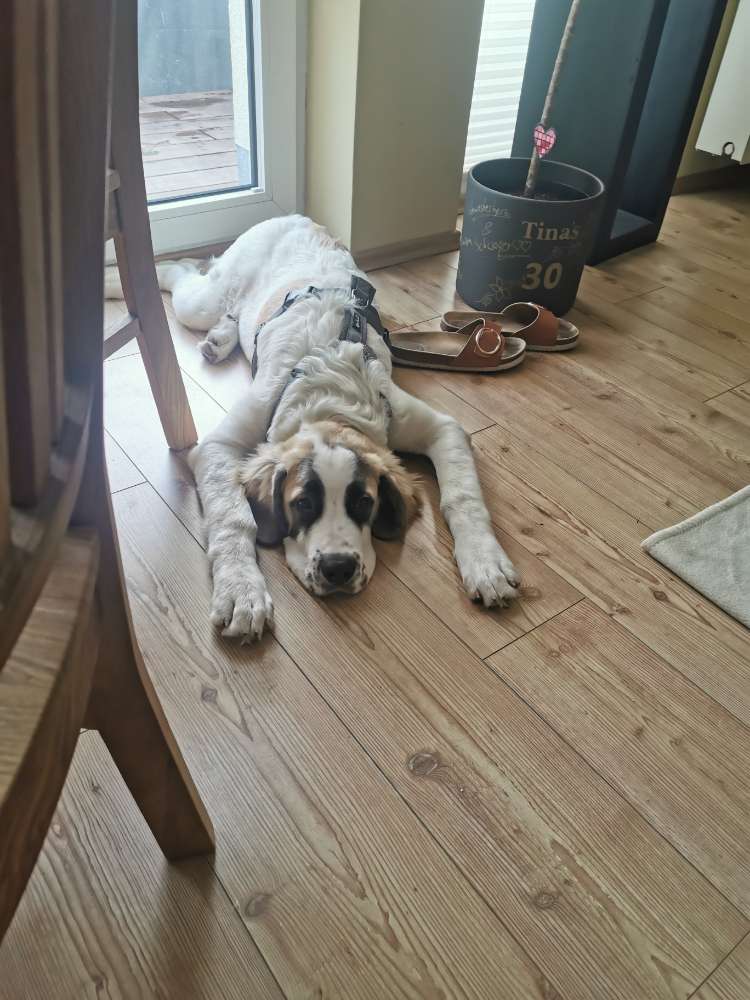 Hundetreffen-Spielen oder Gassi gehen-Profilbild