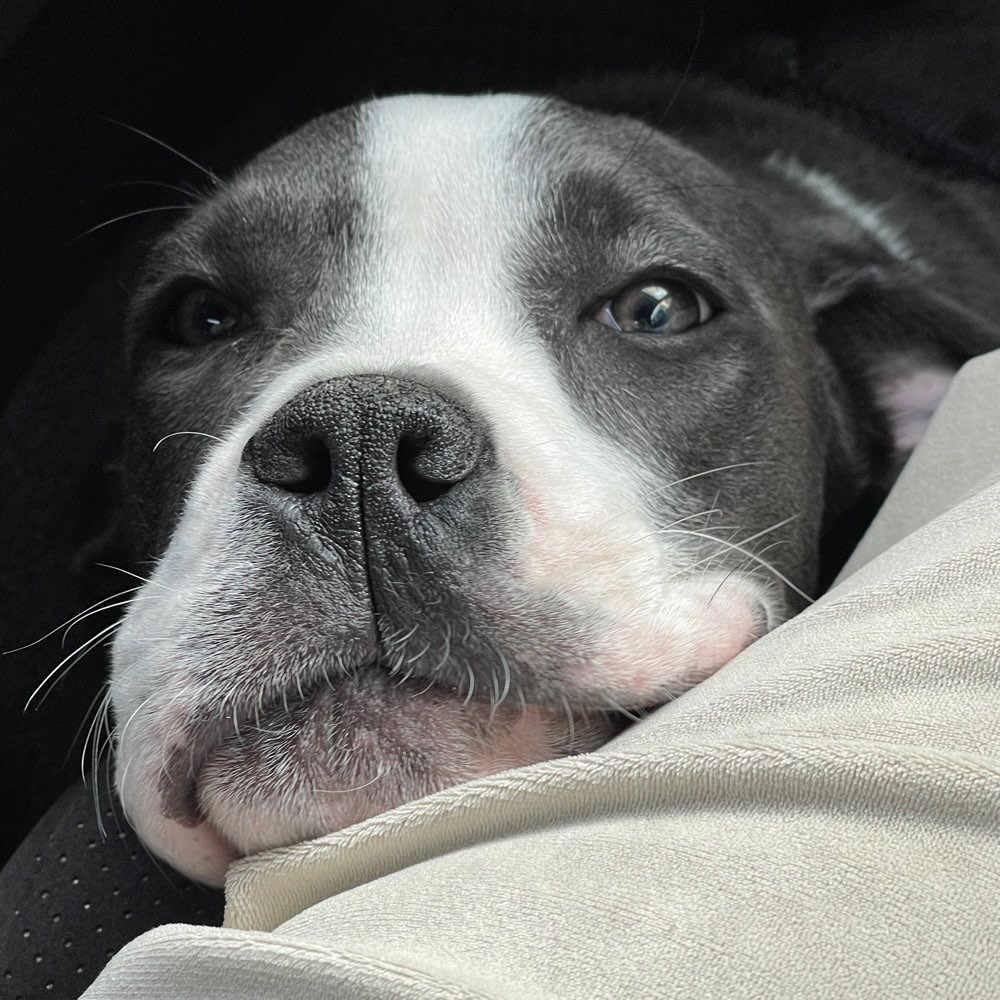 Hundetreffen-Spielpartner gesucht / Gassi gehen-Profilbild