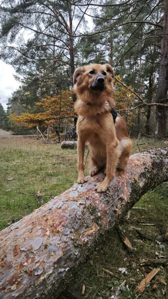 Hundetreffen-Gemeinsame Gassirunde-Profilbild