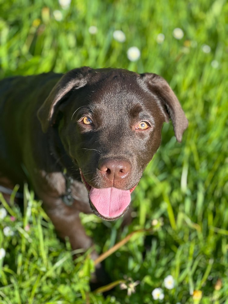 Hundetreffen-Gassifreunde für Malou-Profilbild