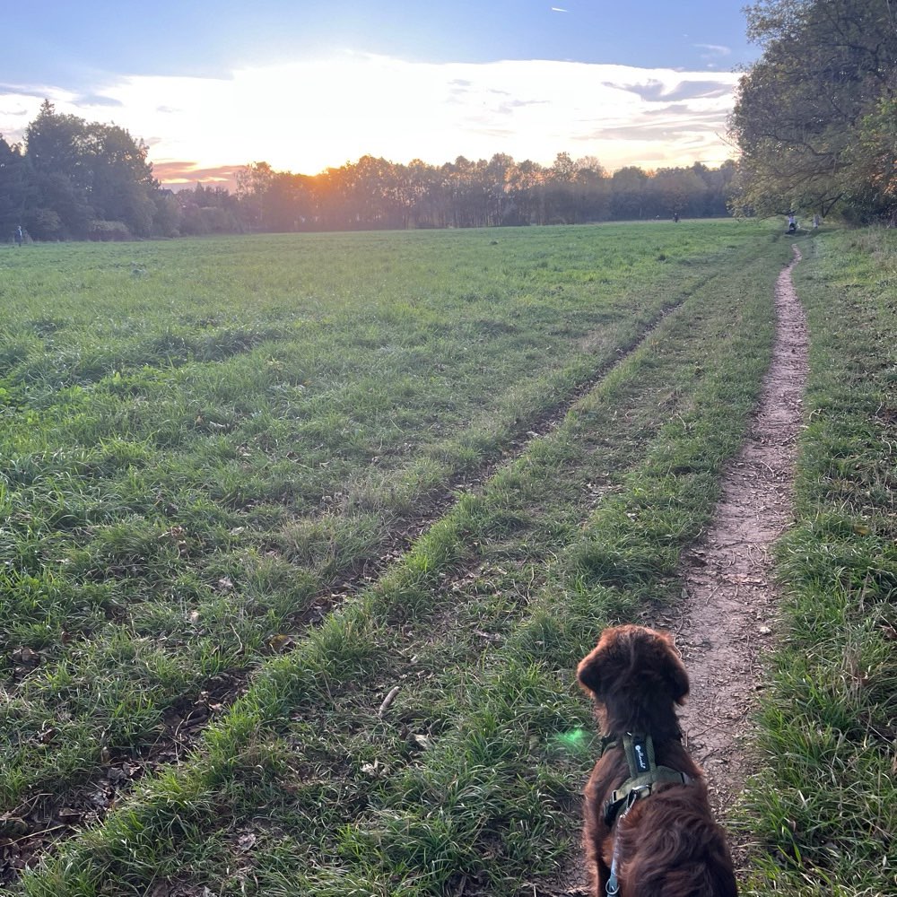 Hundetreffen-Welpenspielen in Bogenhausen-Profilbild