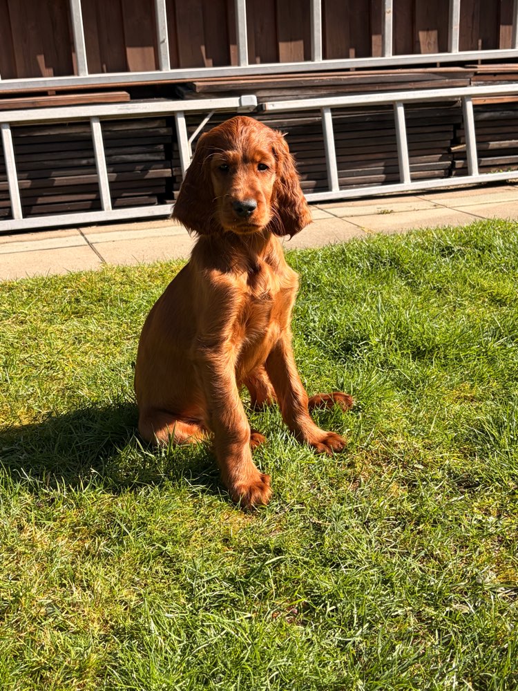 Hundetreffen-Welpenspielen Welpe sucht Welpen zum spielen-Profilbild