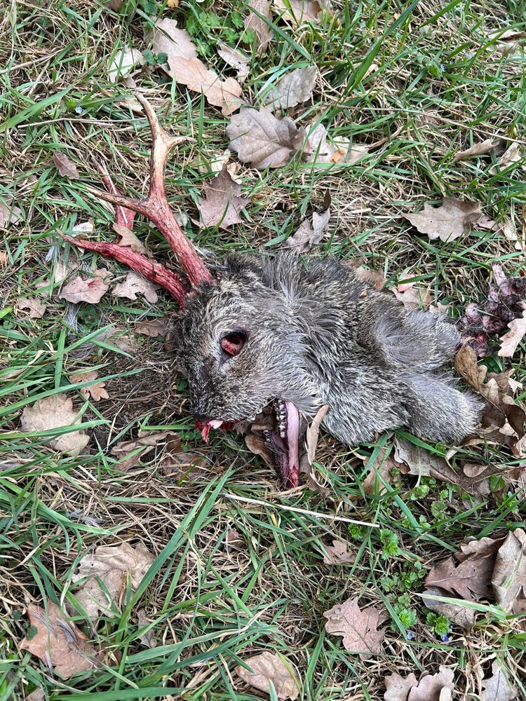 Giftköder-zerstückeltes Wildtier-Profilbild