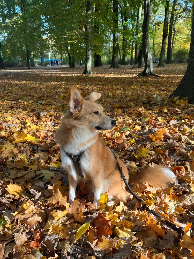 Hundetreffen-Hundetreffen im östlichen-Profilbild