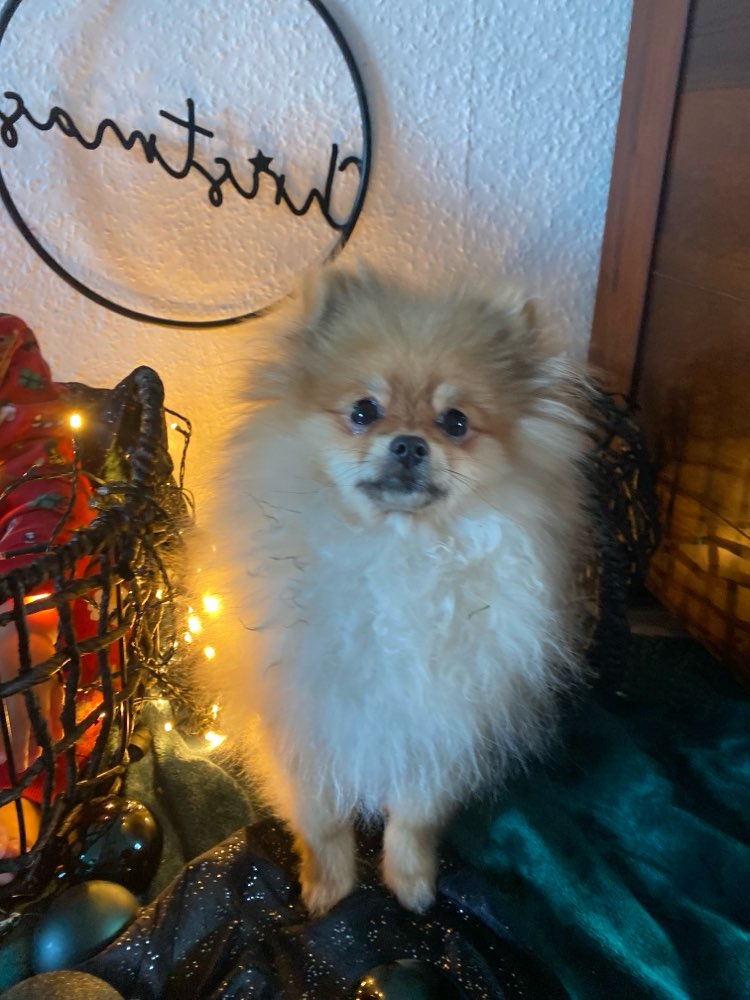 Hundetreffen-Kleinhundetreffen 🐶-Profilbild