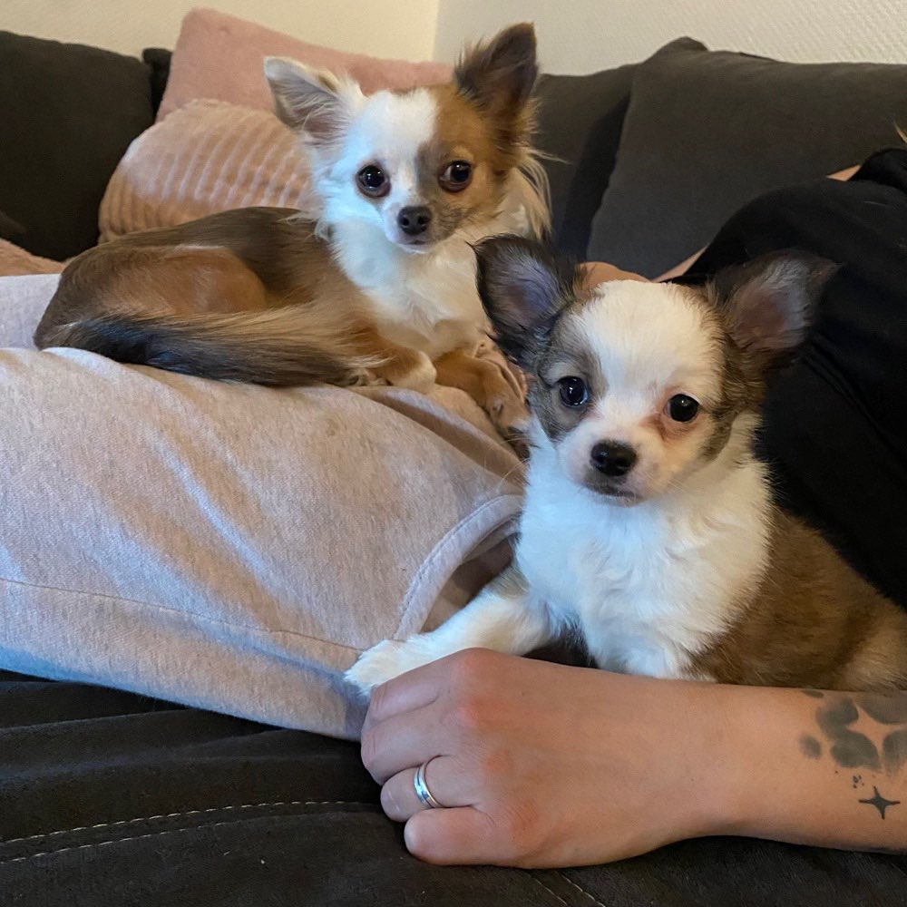 Hundetreffen-Kleine Hunde/ Wald Spaziergang/ Schifferstadt-Profilbild