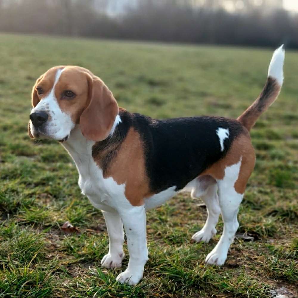 Hundetreffen-Gassirunden 🥰-Profilbild