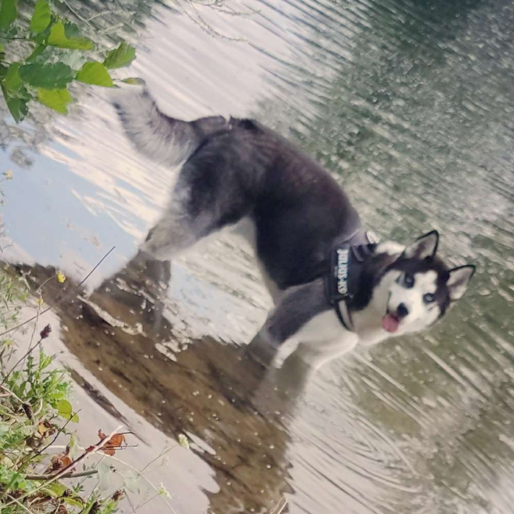 Hundetreffen-Gassi-Runde-Profilbild