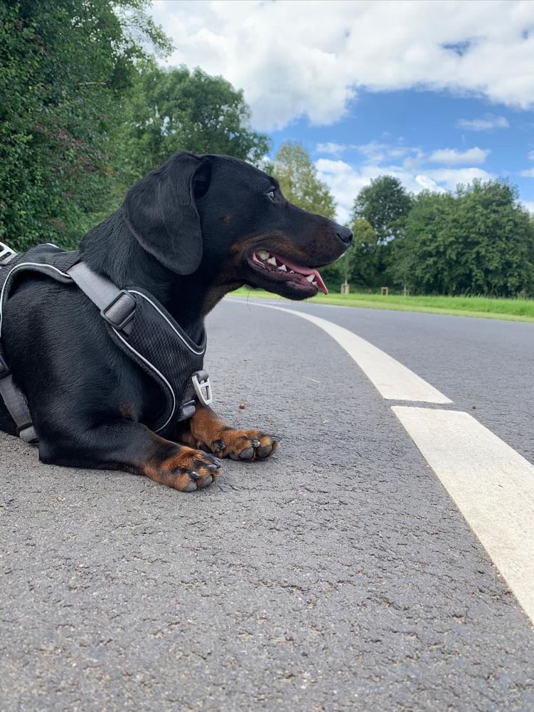 Hundetreffen-Hundefreunde 🐾-Profilbild