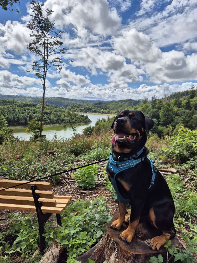 Hundetreffen-Gassi und Spielrunden-Profilbild