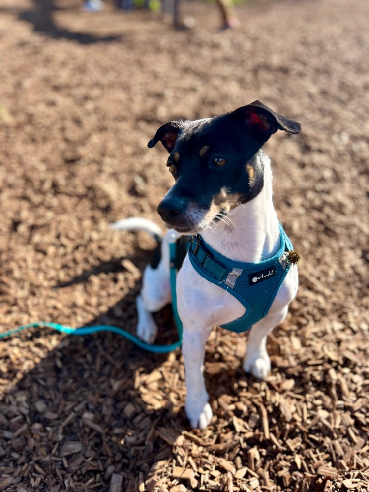 Hundetreffen-Treffen und Gassi um Hundefreunde zu finden-Profilbild