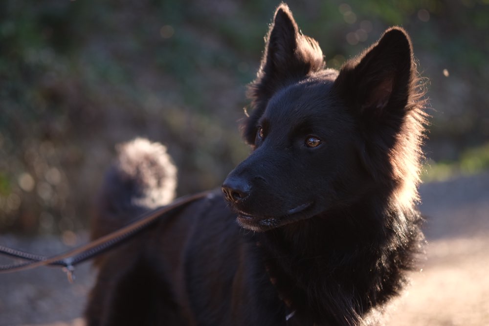 Hundetreffen-Gegenseitige Hundebetreuung-Profilbild