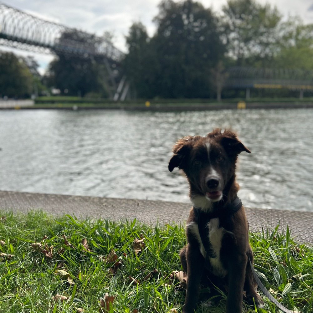 Hundetreffen-Welpen/Junghunde Treff-Profilbild