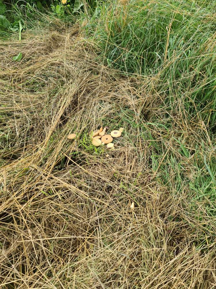 Giftköder-Achtung Kekse-Profilbild