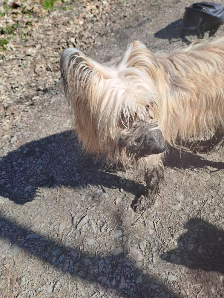 Hundetreffen-Hunderunden in Bochum und Umgebung-Profilbild