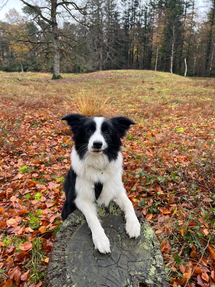Hundetreffen-Suche vorsichtige Hundekontakte für Junghündin-Profilbild