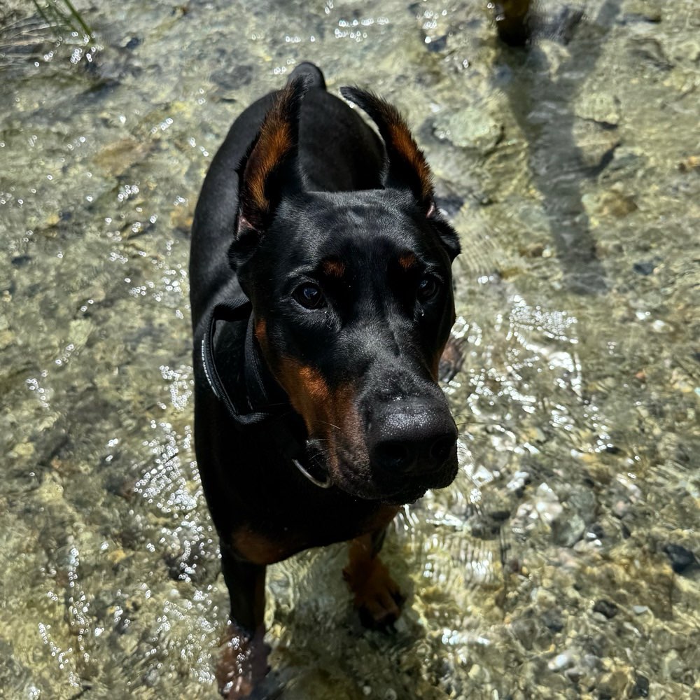 Hundetreffen-Gassi & Spielpartner gesucht-Profilbild