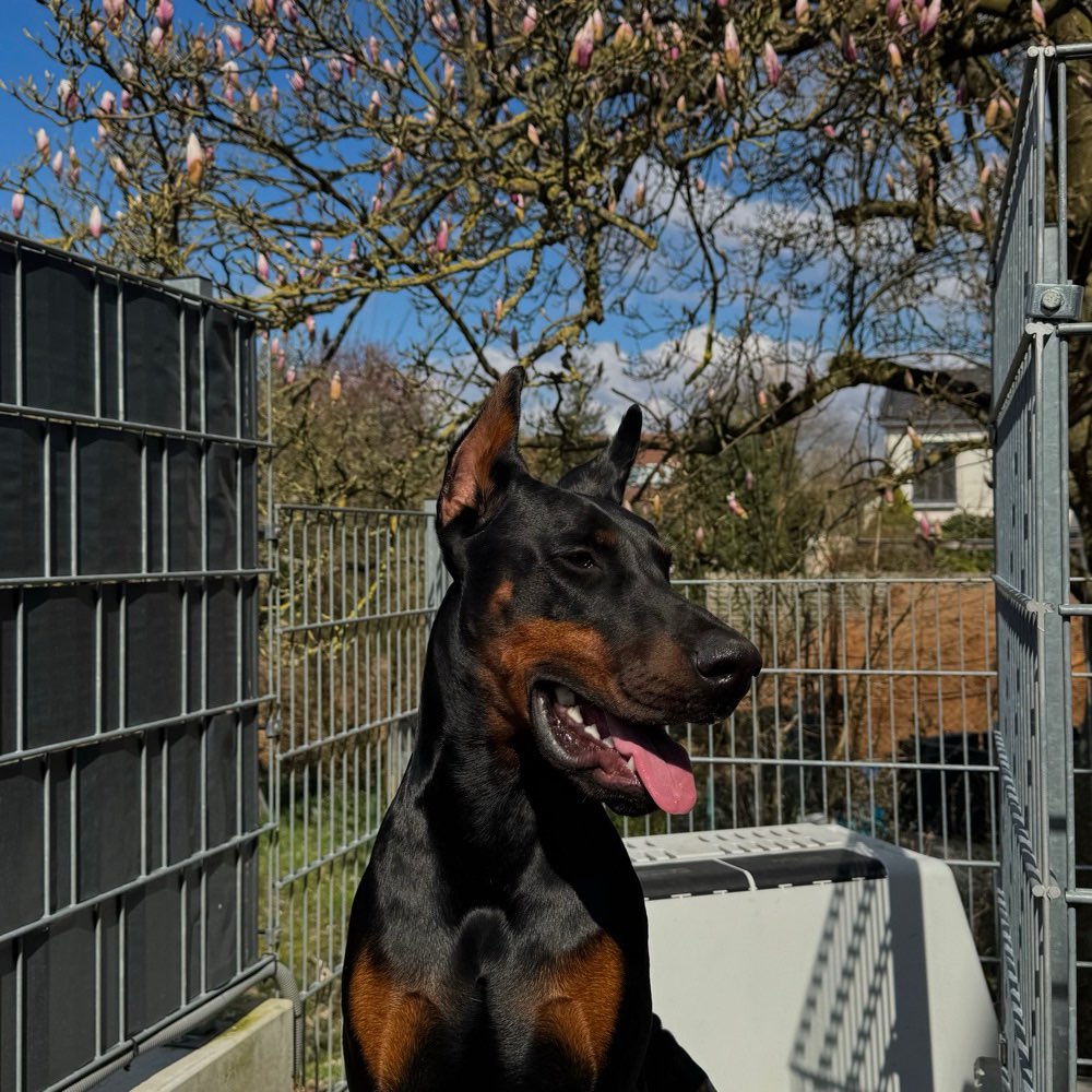 Hundetreffen-Hundefreunde gesucht-Profilbild