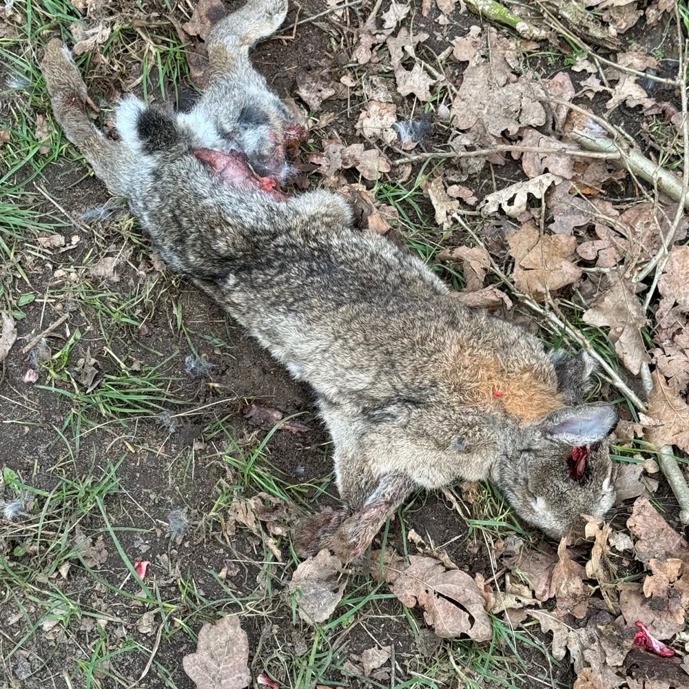 Giftköder-Kadaver-Profilbild