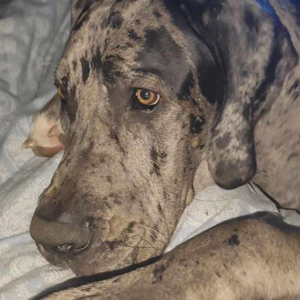 Hundetreffen-Spiel- und Gassikumpel gesucht-Profilbild